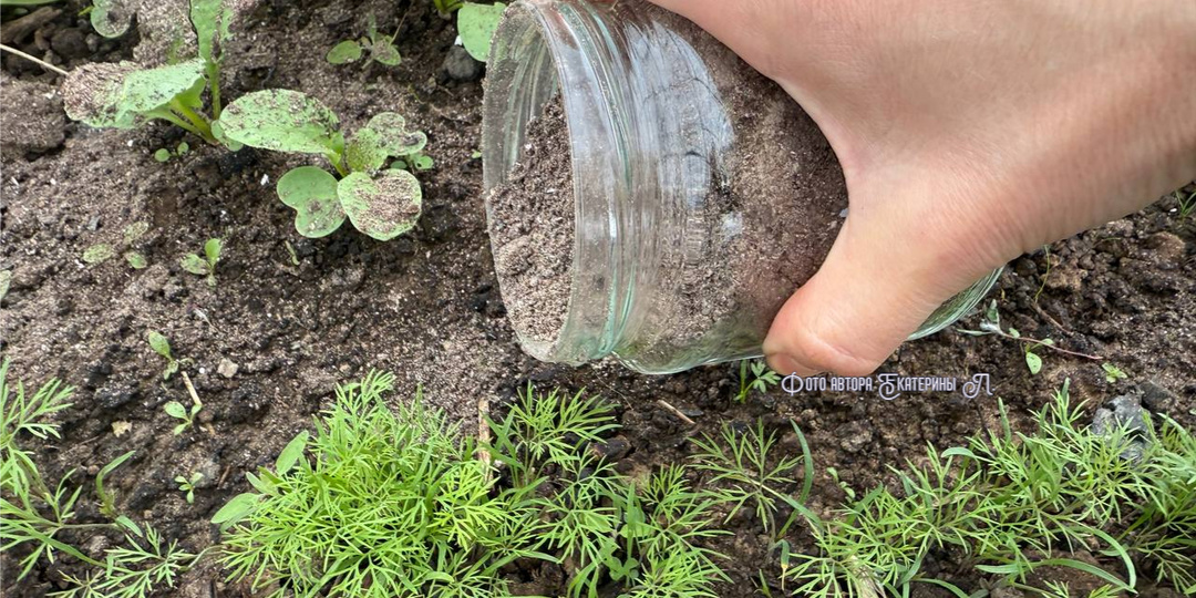 ❤️😉Какие растения обожают золу. Как правильно подкормить и не навредить