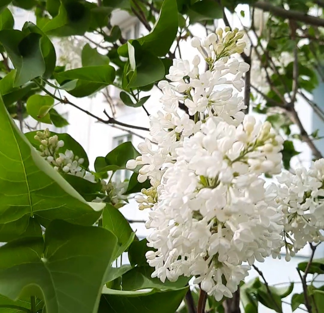 Белая сирень, пахнет божественно.