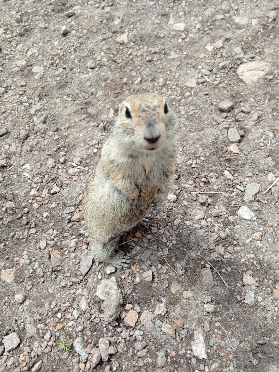 Сурок с Приэльбрусья
