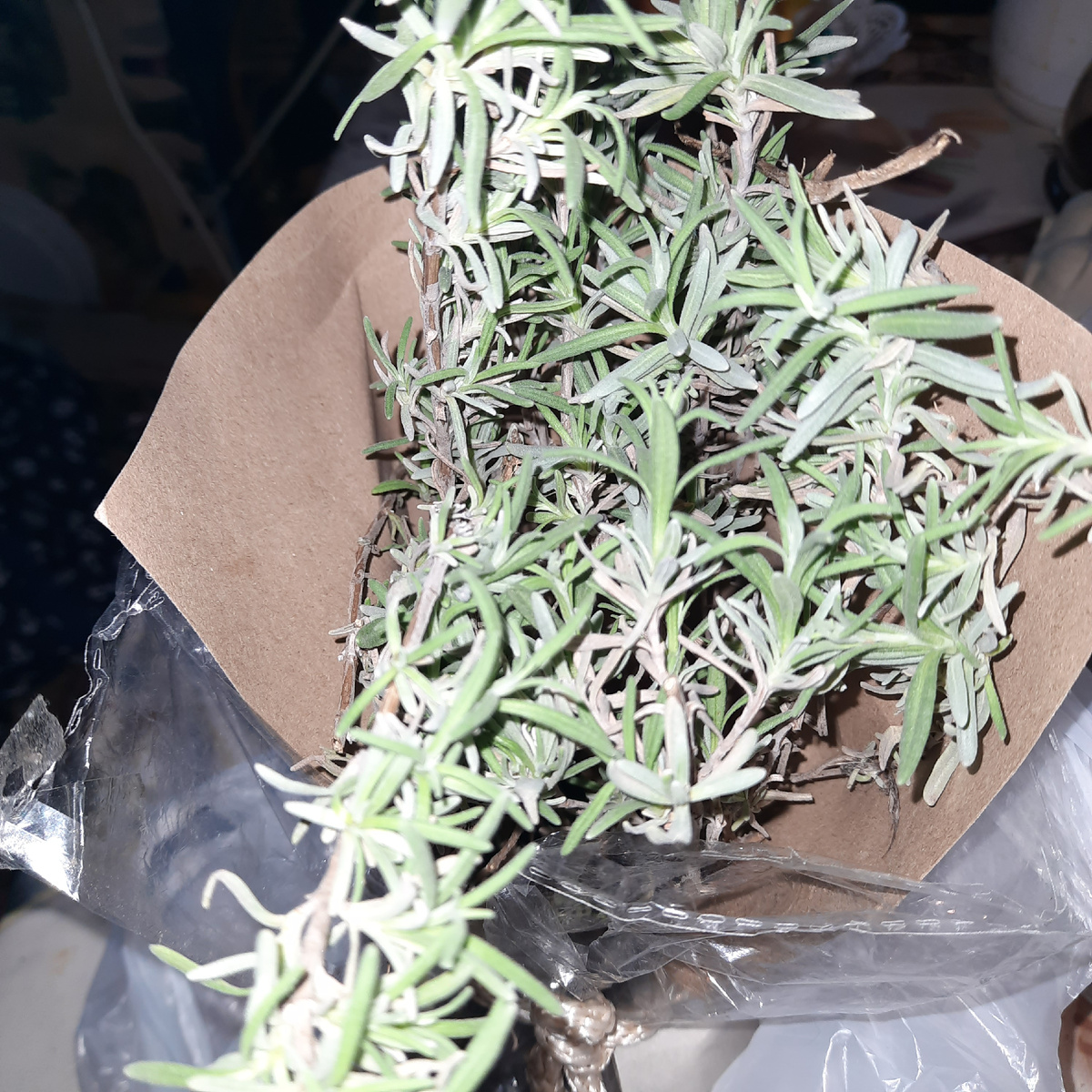 Лаванда,сорт неизвестен