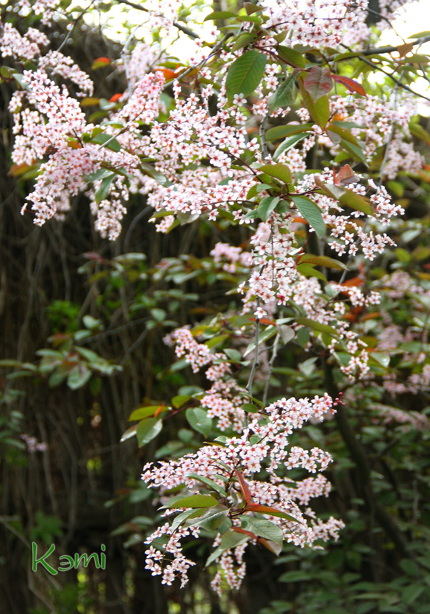Черемуха Colorata с розовыми цветами и ароматом миндаля. 26 апреля.