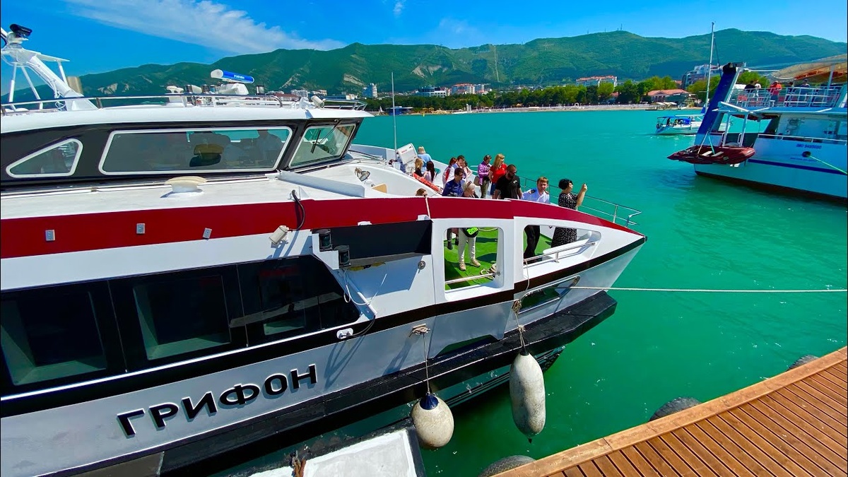 Грифон пришел из Сочи в Геленжик