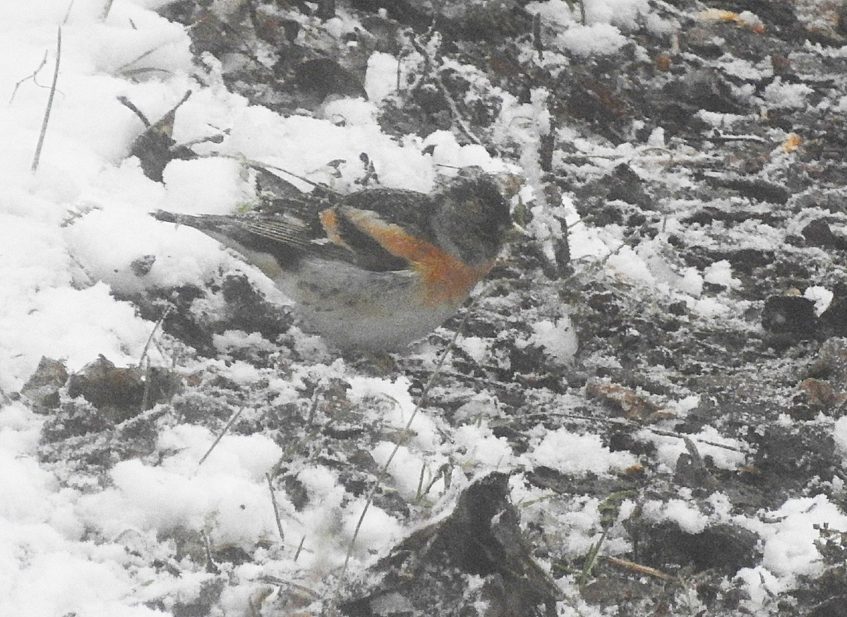Самец юрка сквозь пелену снега