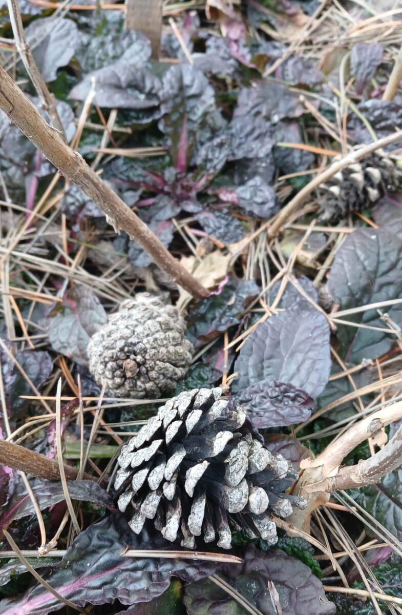 Шишки под деревом