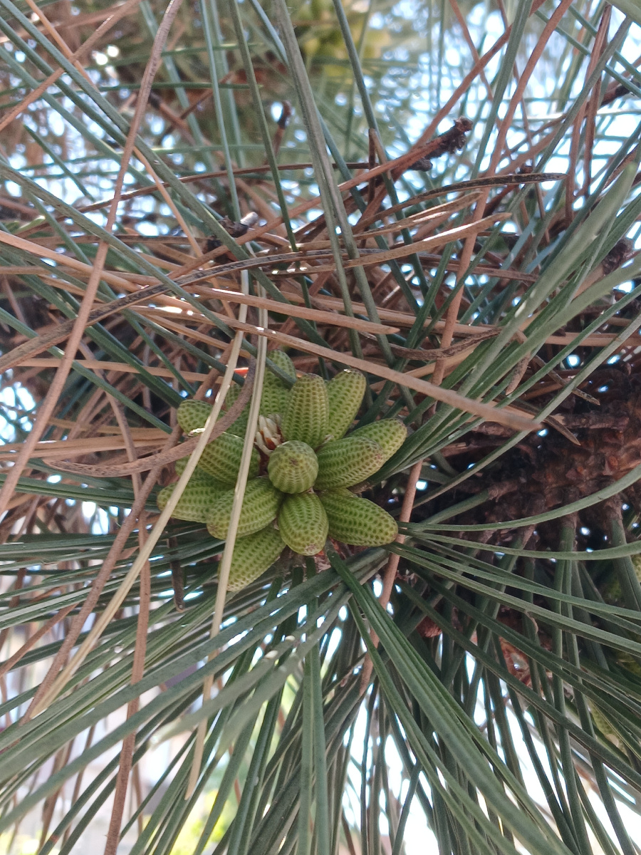 Зреющие женские шишки