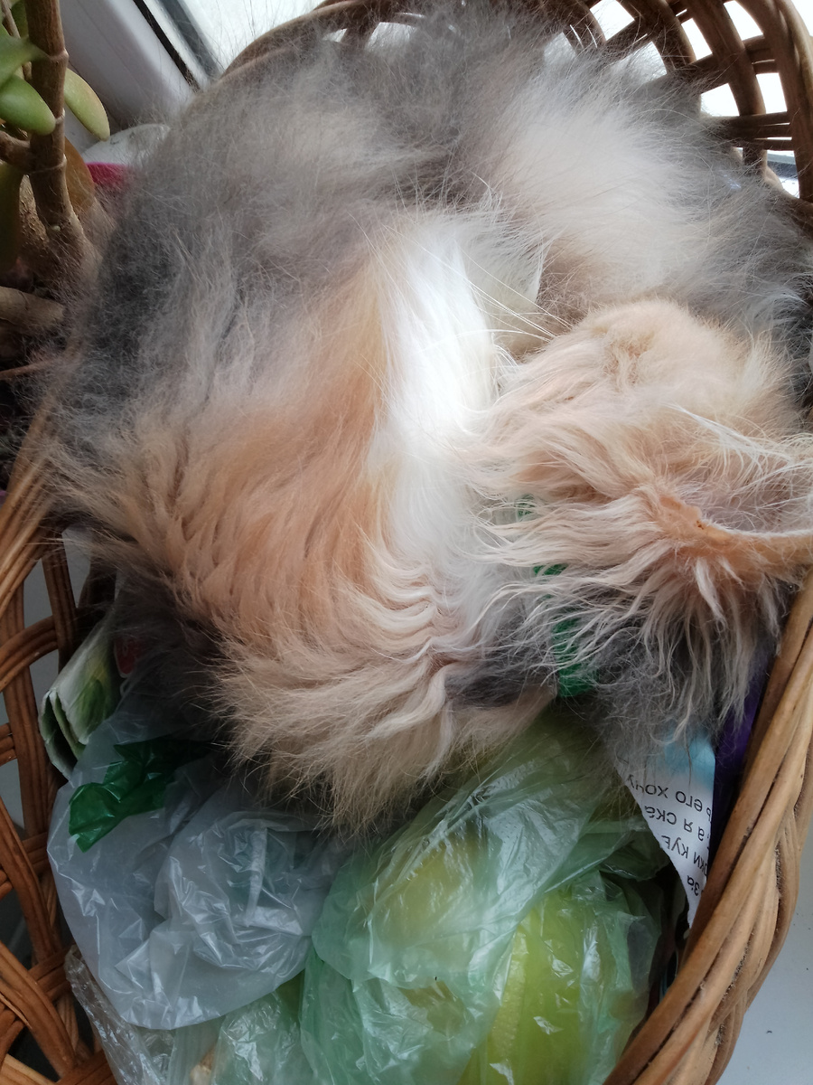 Спит клубком