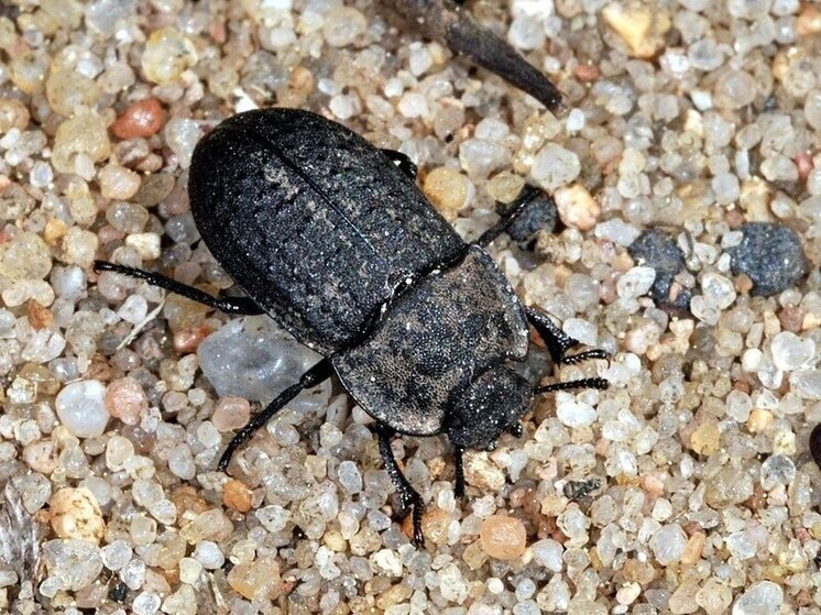     ФОТО: ВИКИПЕДИЯ