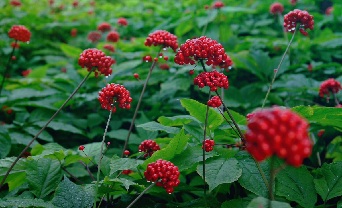Женьшень (Занесён в Красную книгу Российской Федерации)
