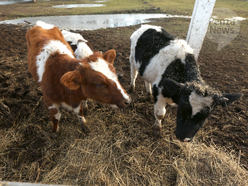    © Фото из архива ИА «PenzaNews»