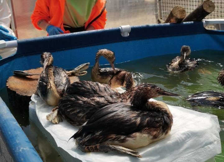 Фото: Telegram/Сочинский географ  📷
