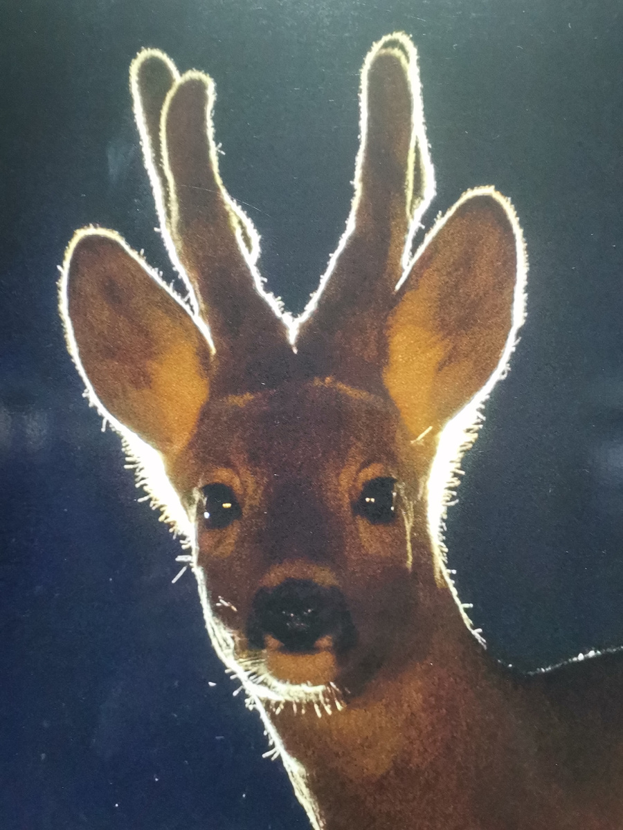 У животных имеются инстинктивные потребности, ощущаемые как желания тела.