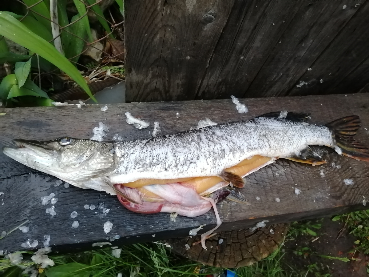 Сами поймали, щука с икрой ✨👍