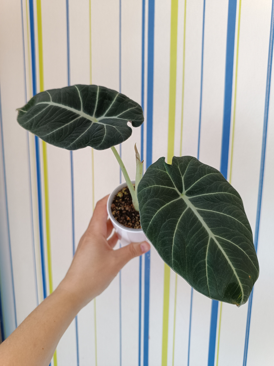 Алоказия Black Velvet 