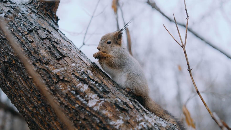 Фото: Мария Бакланова / Коммерсантъ