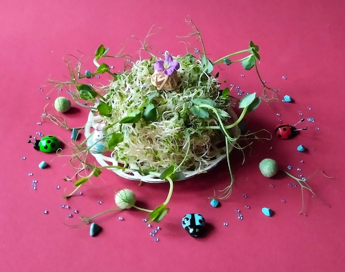 Проростки микрозелени люцерны.