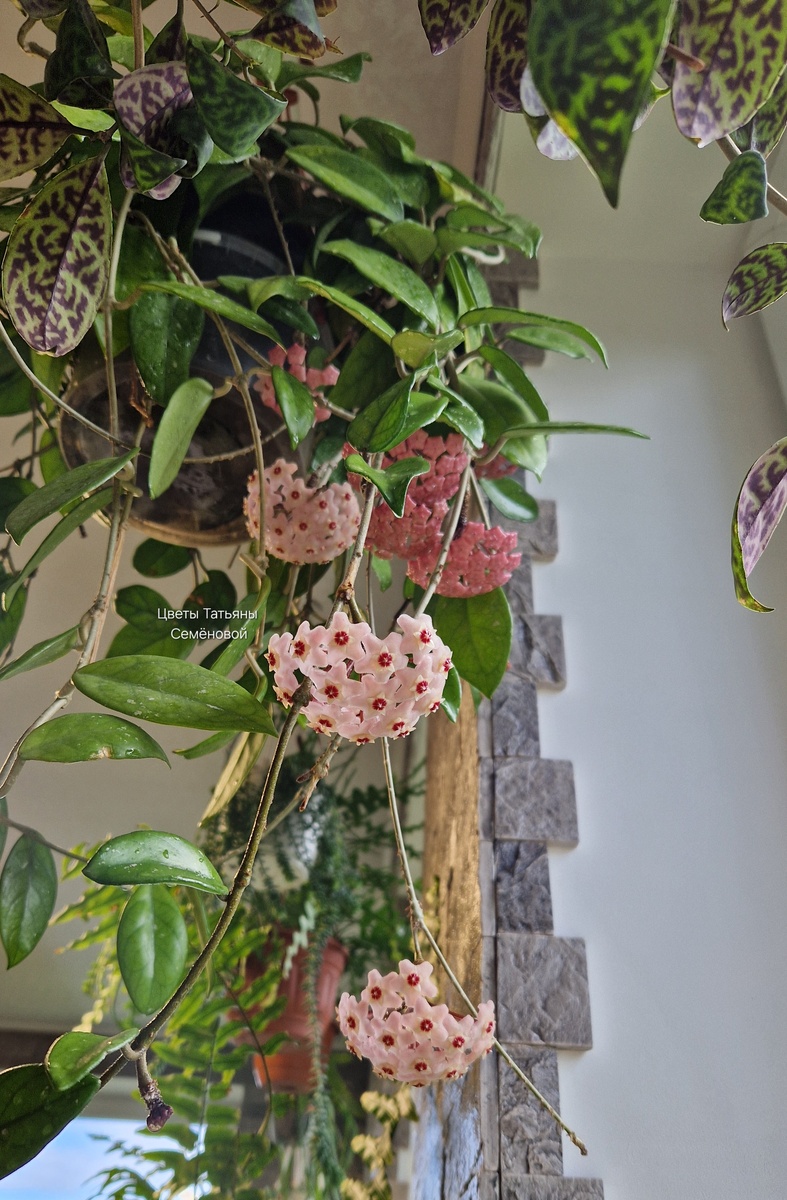 Автор фото Татьяна Семёнова. Хойя Карноза. Дата съёмки 30.04.2025 г. Владимирская обл.