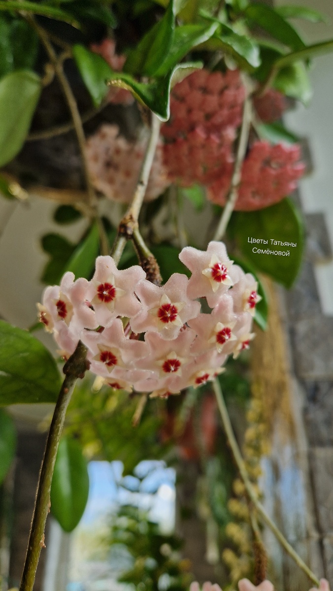 Автор фото Татьяна Семёнова. Хойя Карноза. Дата съёмки 30.04.2025 г. Владимирская обл.