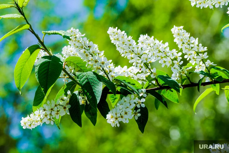 Пора сезонного цветения приносит аллергикам массу неудобств
Фото: Вадим Ахметов © URA.RU