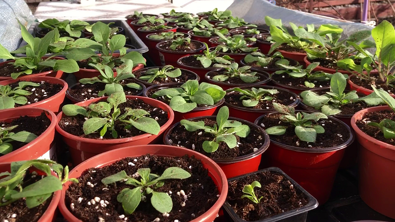 Мои петунии 1 апреля 2025 г.