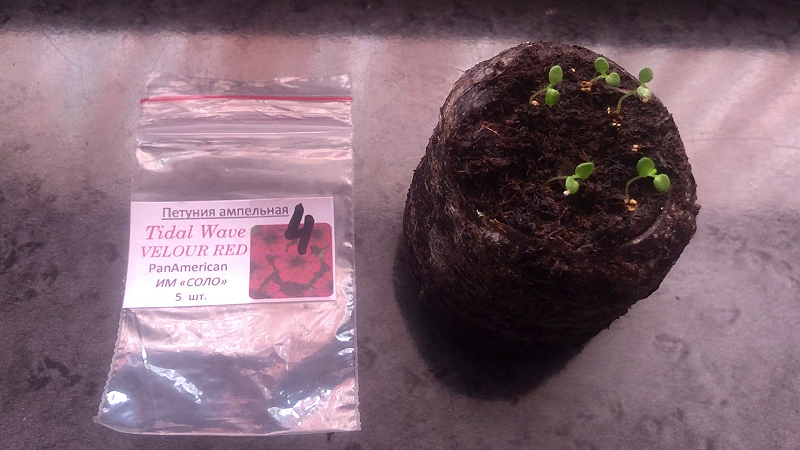 100% всхожесть семян петуний сорта Тайдал Ред Велюр.