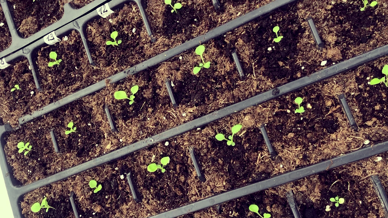 Этап пересадки из торфяных таблеток в кассеты.