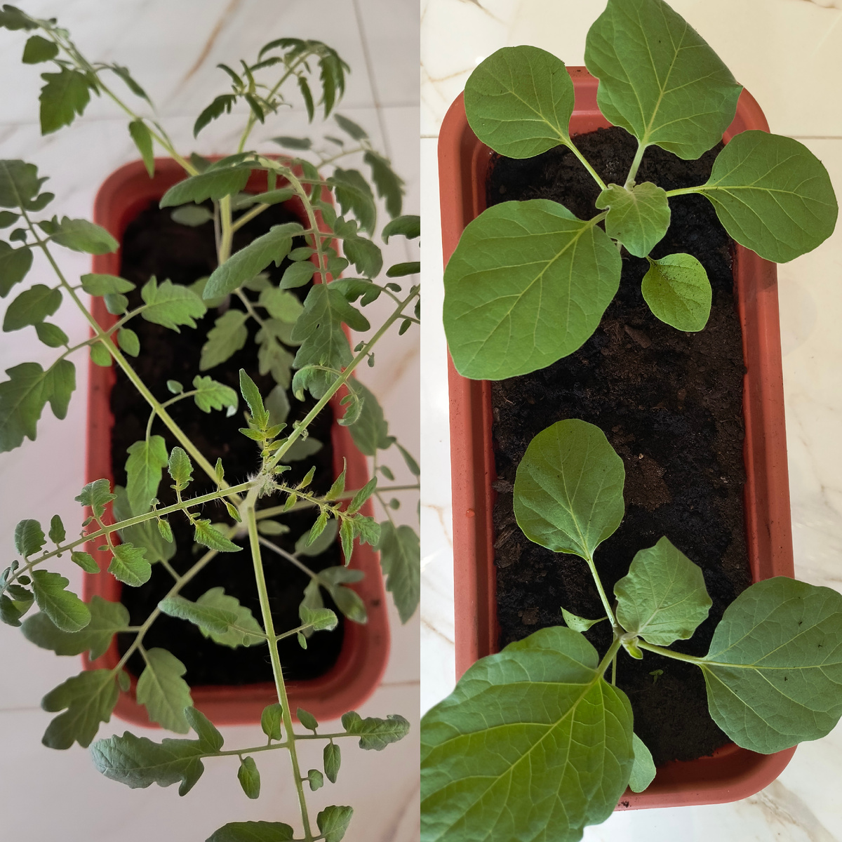 Аня-прекрасный огородник. Томаты-6 штук, перец-2 штуки, баклажаны -4 штуки. 