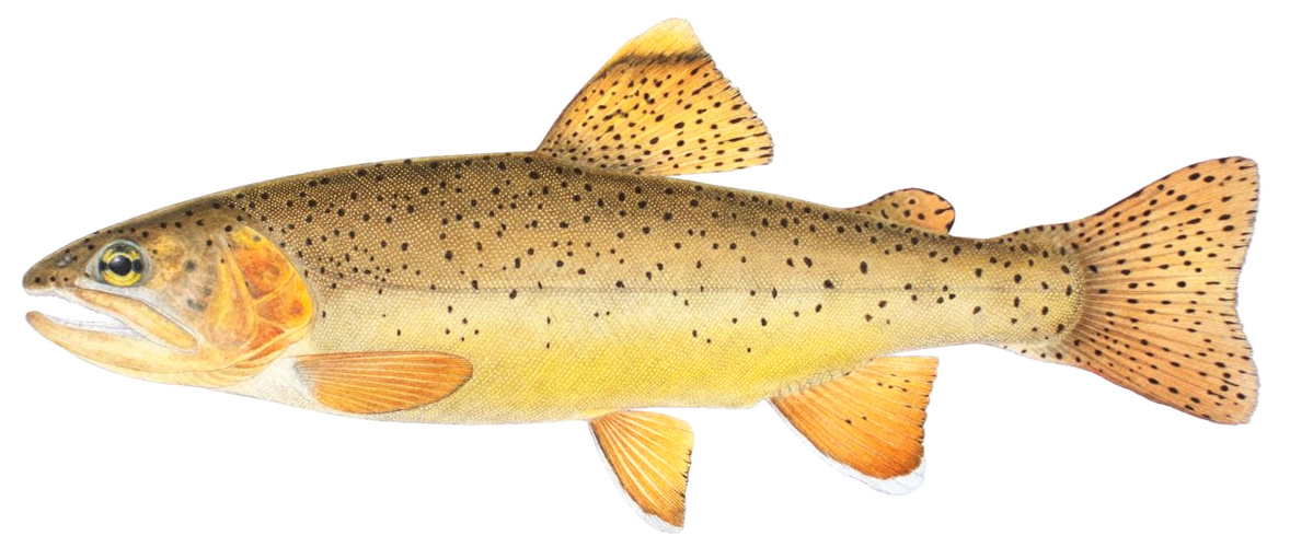 Oncorhynchus apache