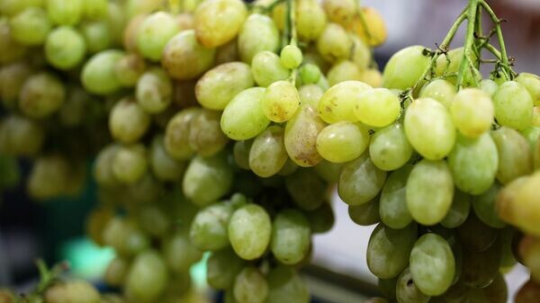    © Sputnik / Виталий Тимкив