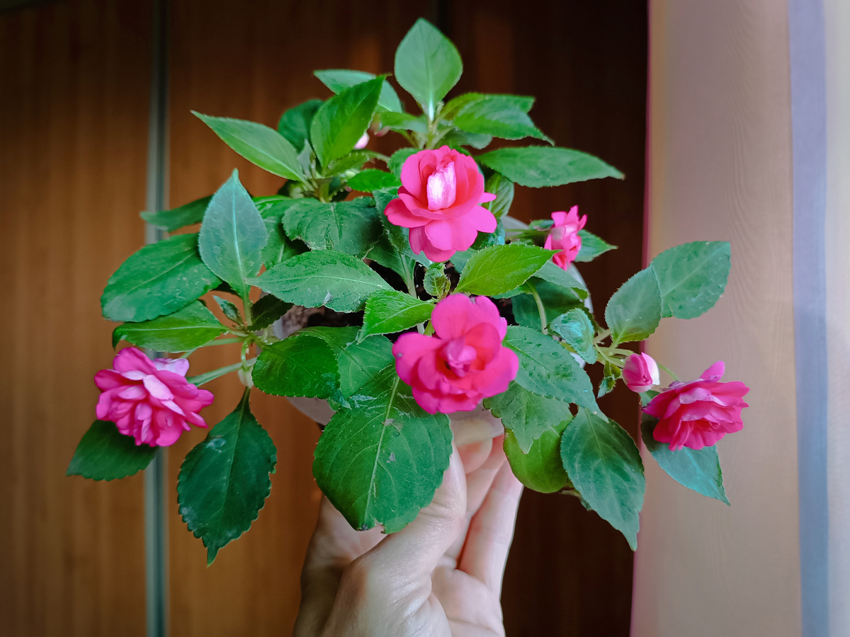 Бальзамин. На клумбе был в сливках. Поблескивал белым. Нашла в инете, что есть такой сорт "Клубника со сливками". В домашних условиях сливки исчезли! 🤷‍♀️😁