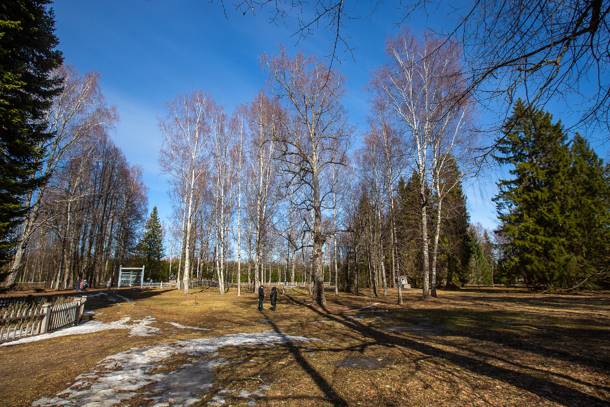 Парк усадьбы Щелыково. Государственный мемориальный и природный музей-заповедник драматурга А.Н. Островского. Щелыково, Островский муниципальный округ, Костромская область. Фото автора статьи 