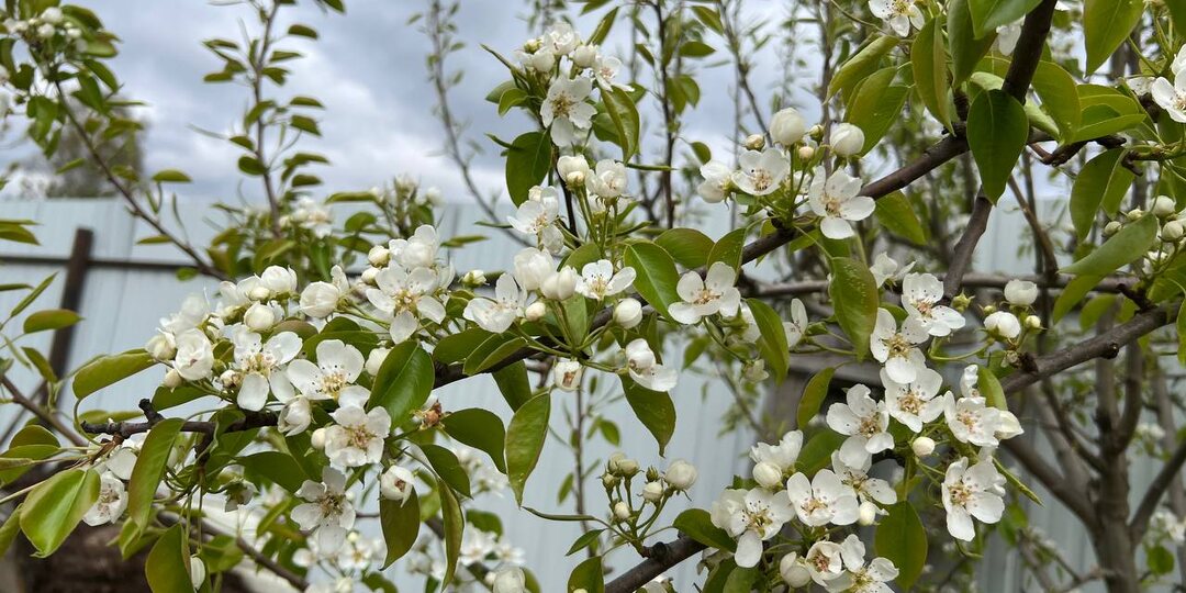 Что делать после заморозков в саду, чтобы спасти растения: мой проверенный план.