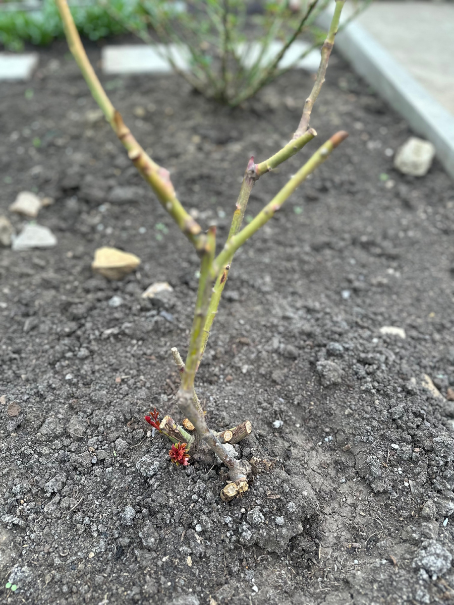 Вот такие побеги пошли