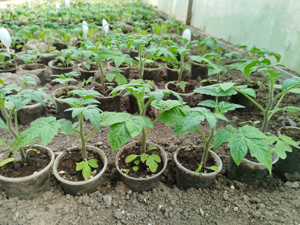 Рассада томатов