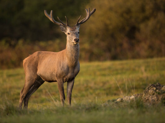    косуля в поле // фото: от vladimircech на Freepik