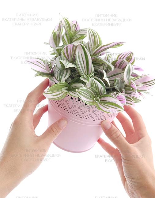 Традесканция Пинк Хилл (Tradescantia  Pink Hill, Розовый холм, Albiflora variegata pink)