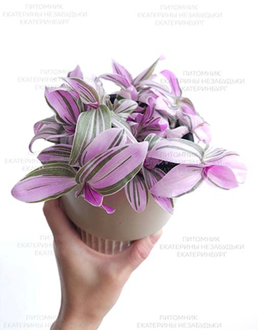 Традесканция Баблгам/Бубльгум (Tradescantia Albiflora variegata bublegum)