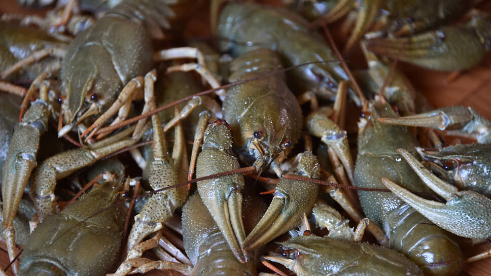 Фото: Анатолий Жданов / Коммерсантъ