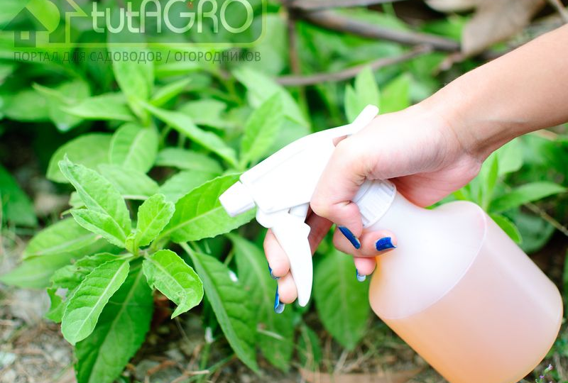 «Три кислоты» - спасительный коктейль для рассады, деревьев, кустов и всех растений.