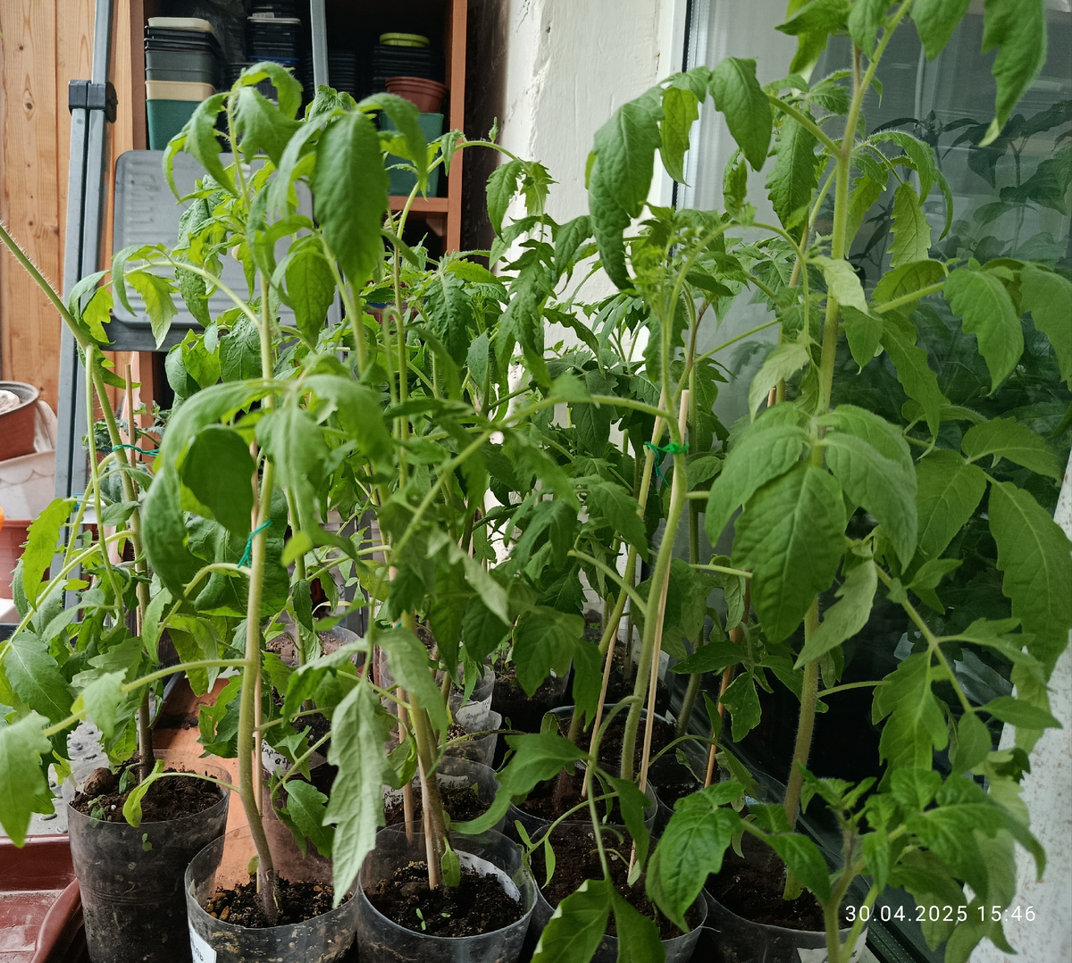 Мои унылые томаты для в теплицу, которые трое суток стоят на балконе. Температура +10.