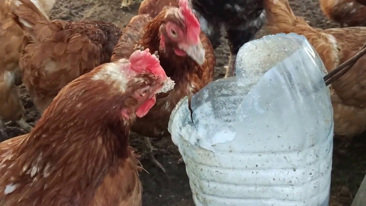 Видите, как нехотя клюют? Это не каприз, а инстинкт!