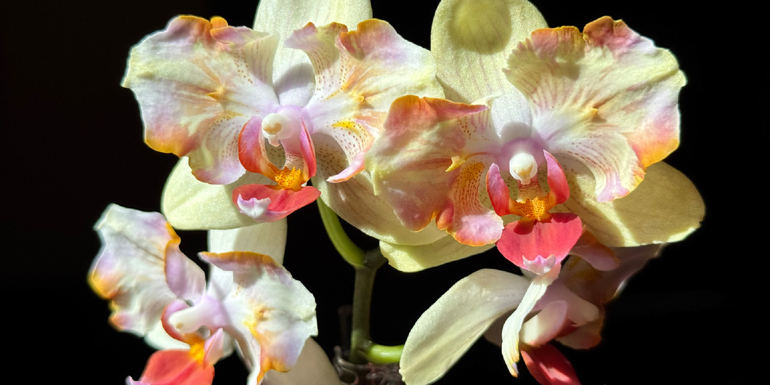 Орхидея фаленопсис Pom I-Hsin Colorful runner peloric