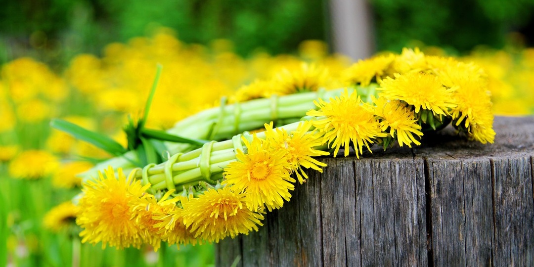 Одуванчик полевой, лекарственный!