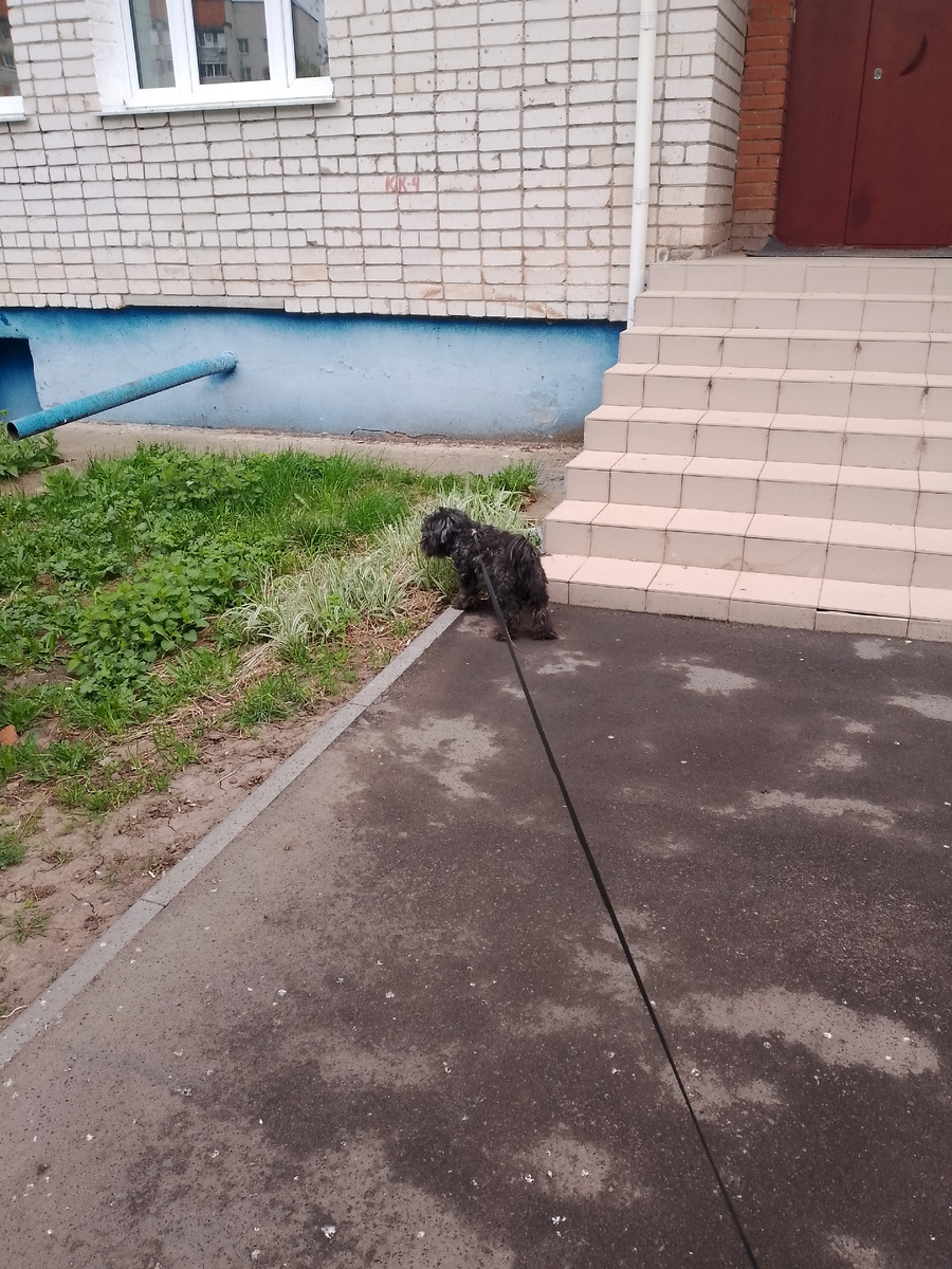 Вон мой пасется травку ест