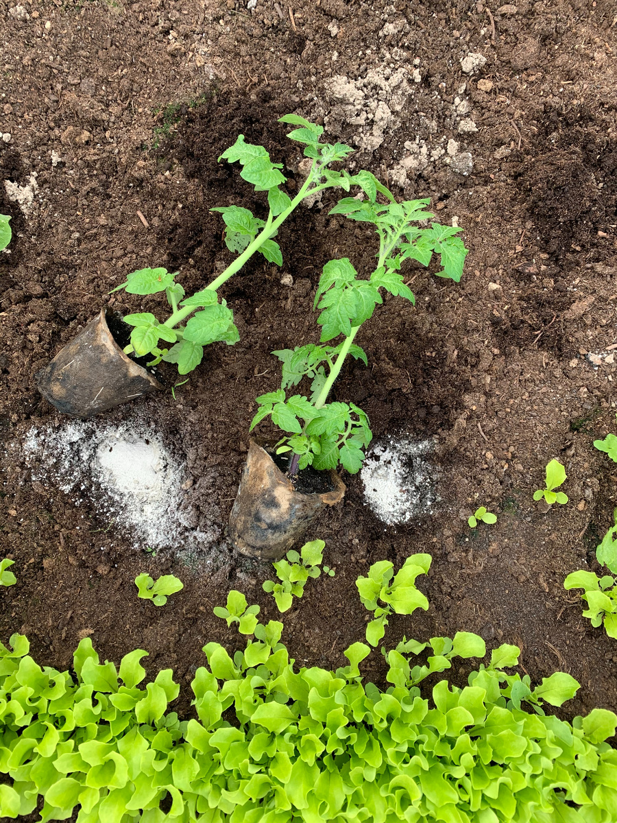 высадка рассады