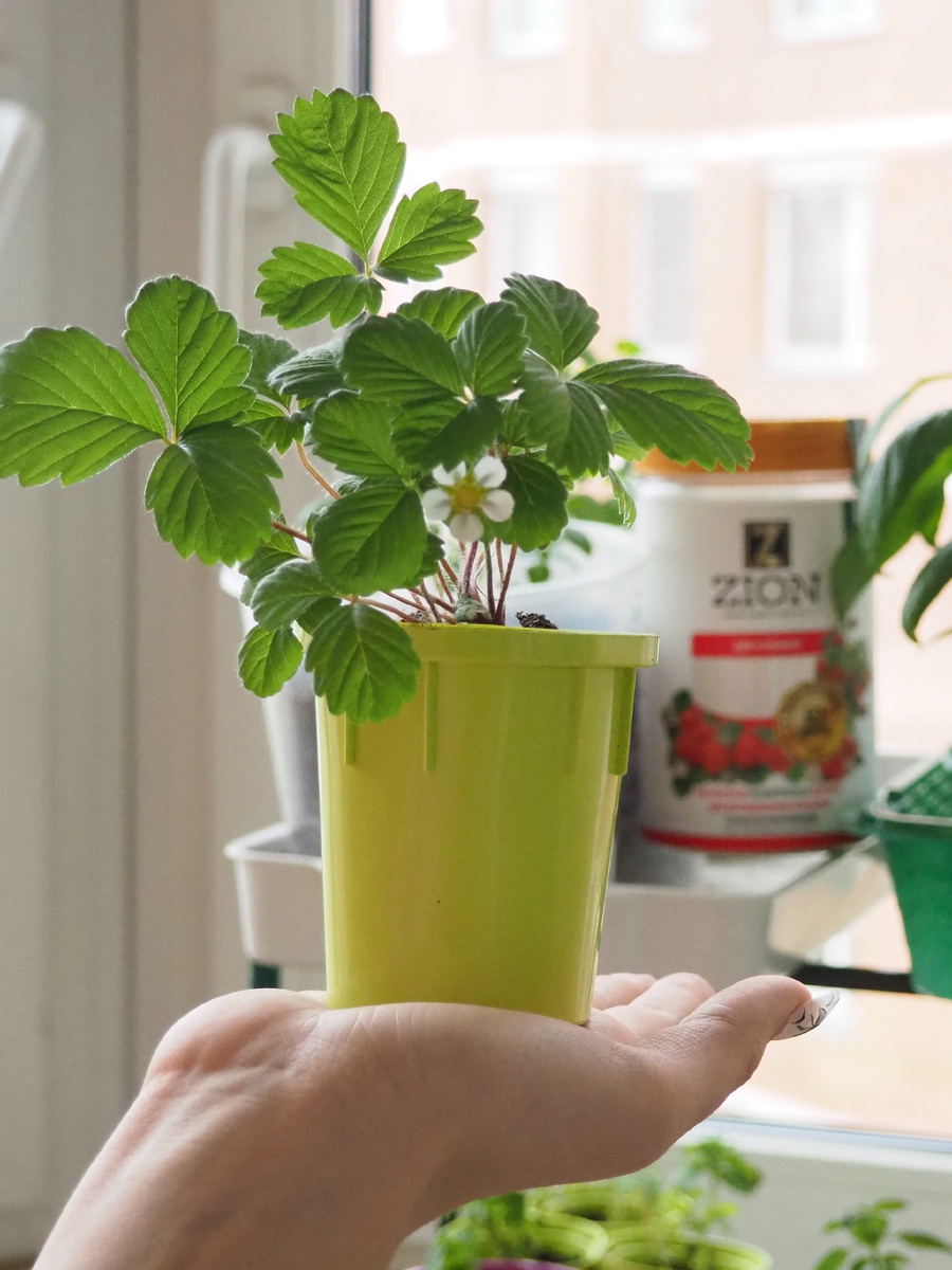 как высаживать рассаду