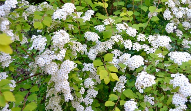    Спирея Голд Фонтейн. Фото: shutterstock.com