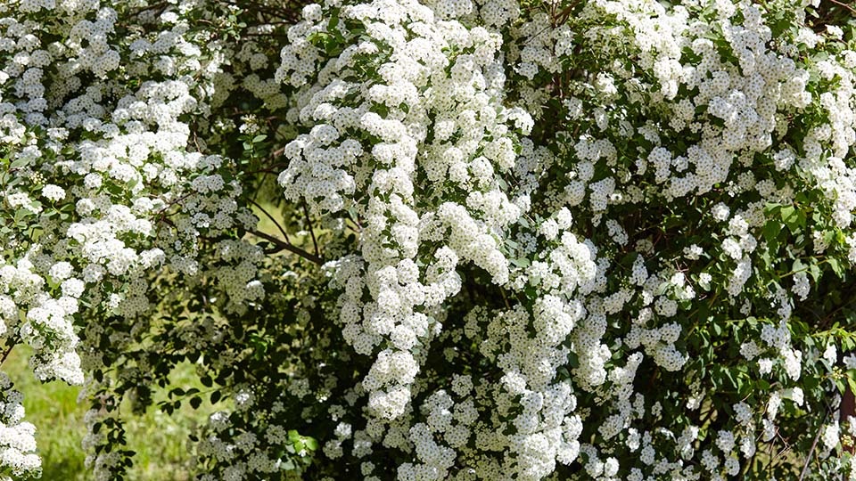 Спирея Вангутта. Фото: shutterstock.com
