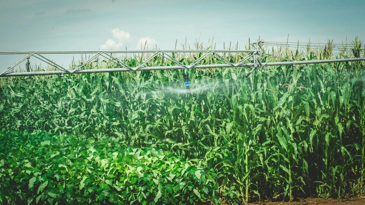     Источник: novostivolgograda.ru