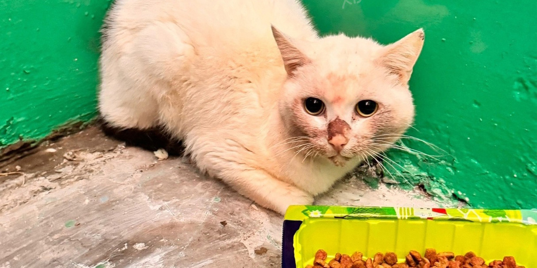 Когда хозяина не стало, оголодавший кот выскочил в подъезд. Как сложилась его судьба.