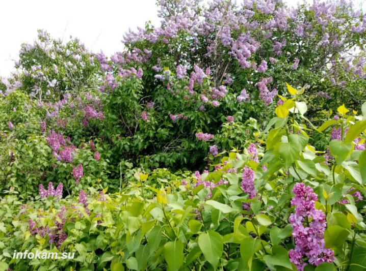    Часть маточной плантации сирени в камышинском питомнике ВНИАЛМИ